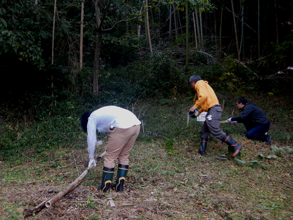 Cutting down withered bamboos