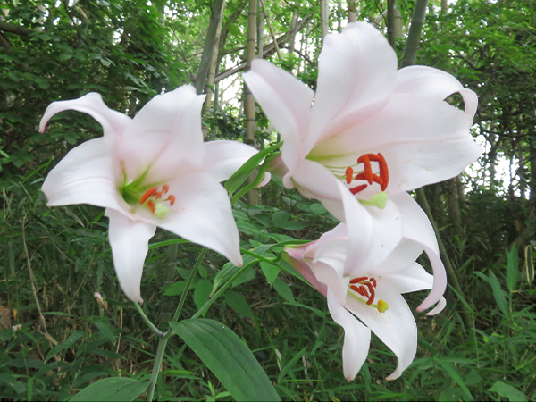 Bamboo lilies