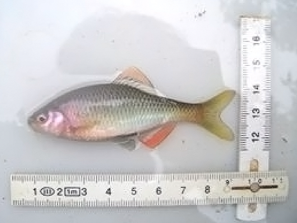 Tanakia lanceolata