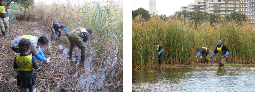 Cutting reeds