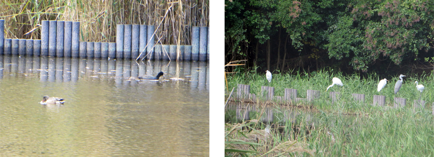 Wild birds at the Yatsu Higata mudflats