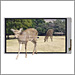 LCD de pantalla táctil 3D que pueden cambiar del modo 2D al modo 3D